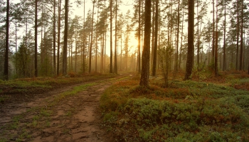 Meža ceļos Latgalē šogad tiks ieguldīti vairāki miljoni eiro