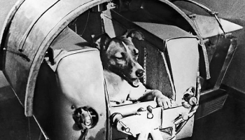 3. novembris. Kosmosā nonāca pirmais suns - kranča kucīte Laika