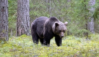 Медведи в Латвии: почему их стало больше, и что делать при встрече с ними