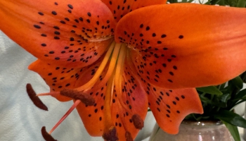 Выставка лилий: утонченная красота и чарующий аромат
