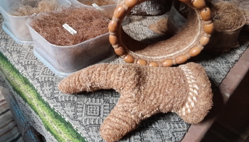 Vai zini, ka no ozola zīlēm var pagatavot saldos sieriņus?