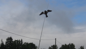 Sezonālajā lauksaimniecībā darba roku trūkst, aizvien vairāk ienāk viesstrādnieki