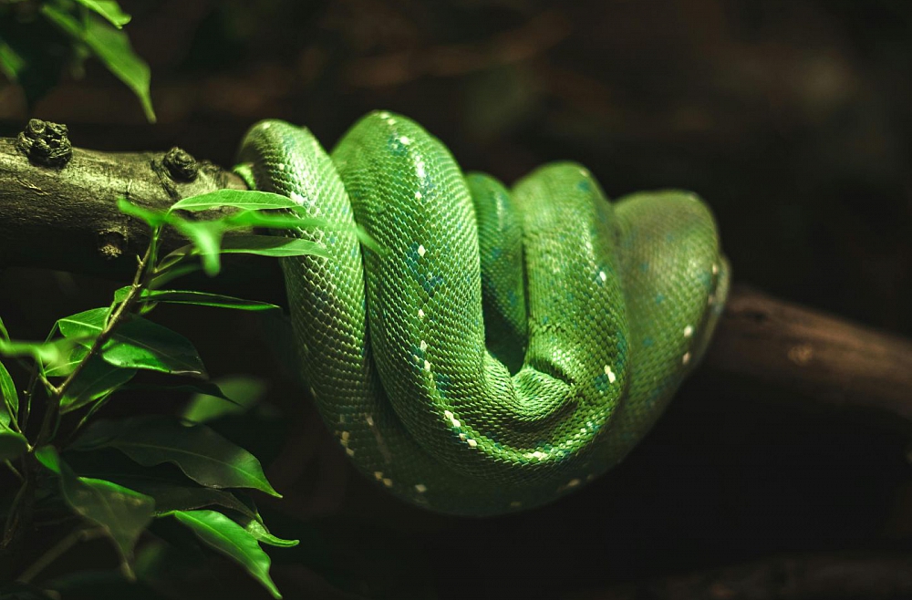 Последняя "Дикая натура": мифы и домыслы вокруг "гадов"