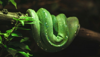 Sāksies Zaļās koka čūskas gads: kāda ir laika skaitīšana Austrumu kalendārā