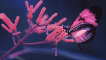 Vai zini, kas ir biomīmikrija dizainā?