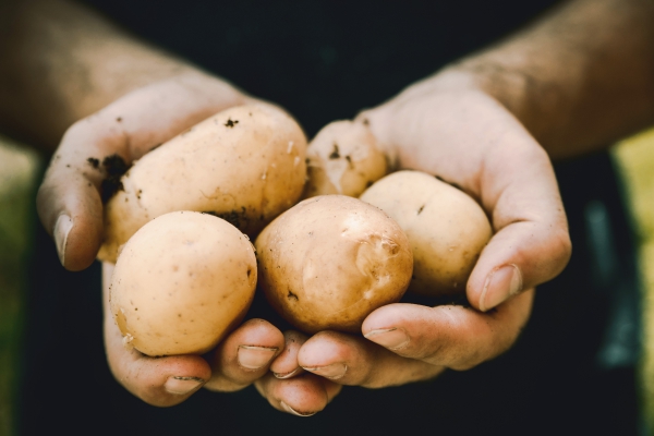 Kartupeļi vēsturē: vai tiesa, ka šī dārzeņa popularitāti vairojis arī hercogs Jēkabs