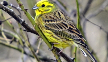 Dialektu meistare dzeltenā stērste