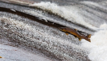 Ūdeņu nedēļā Pasaules dabas fonds iepazīstina ar zivju gidu