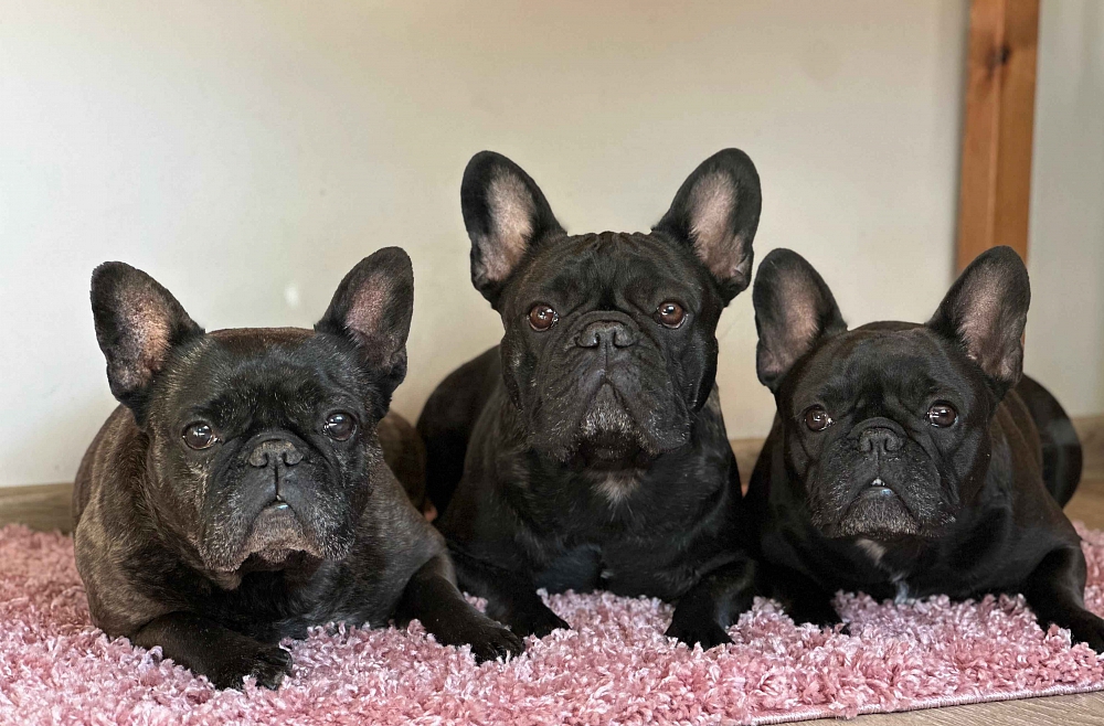 Kāpēc cilvēki izvēlas tieši tādu dzīvnieku, kādu viņi izvēlas? Kāpēc cilvēki izvēlas tieši tādu dzīvnieku, kādu viņi izvēlas?