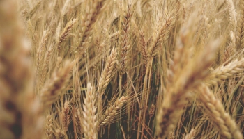 Latvija rosina aizliegt Krievijas graudu importu uz Eiropas Savienību