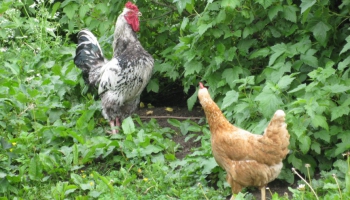 Latgales saimniecībās par putnu gripas draudiem zina maz
