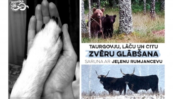 Taurgovju un lāču glābšana: Jeļena Rumjanceva