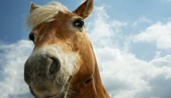 Новые технологии в госпитале для лошадей в Елгаве