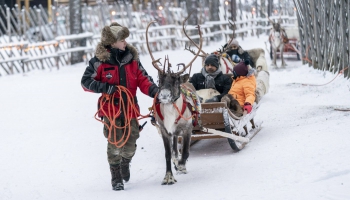 Somijā pieaug vilku nokosto ziemeļbriežu skaits; somi vaino karu Ukrainā