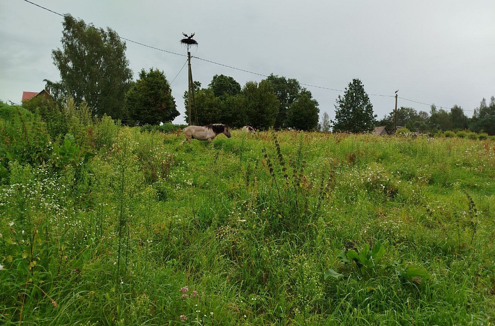 Лайне Орбидане