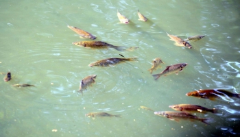 Nelabvēlīgu laika apstākļu dēļ Aiviekstes upē pie Lubānas smok zivis