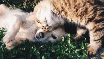 Mājdzīvnieki: Suņa dzīves kvalitātei svarīgi, cik daudz saimnieks ir mājās