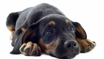 ZM arvien cer, ka pētnieki iesaistīsies bīstamās suņu slimības izpētē