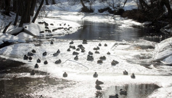 Latvijas upēs turpinās ledus iešana un ūdens līmeņa svārstības