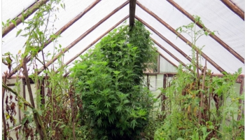 Austrumu pierobežā plašumā vēršas marihuānas audzēšanas kriminālais rūpals