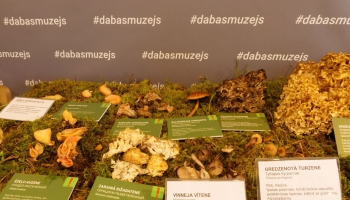 Latvijas Nacionālajā dabas muzejā atklās izstādi "Sēnes 2023"