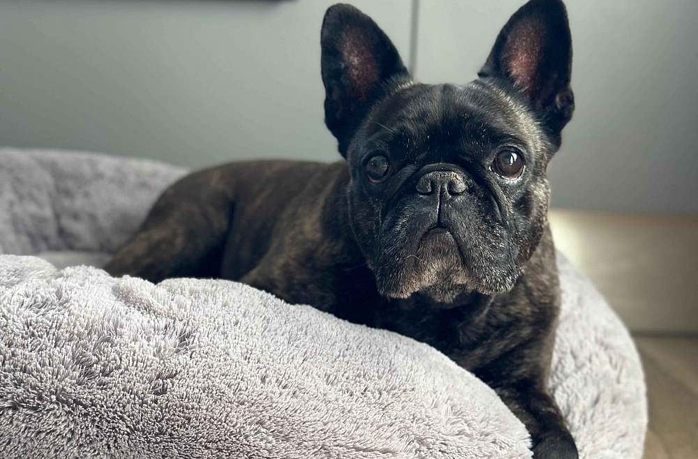 Собаки с приплюснутыми мордами: милота или анатомический изъян?