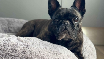 Собаки с приплюснутыми мордами: милота или анатомический изъян? 