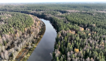 Pārāk silts ūdens un upju aizaugšana: klimata pārmaiņas ietekmē lašu nārstu Latvijas upēs