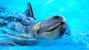 "Подсчёты шокируют, последствия не предсказать". Война убивает дельфинов в Чёрном море