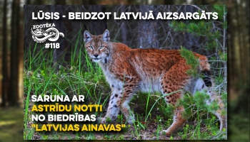 Lūsis - beidzot Latvijā aizsargāts. Saruna ar Astrīdu Notti