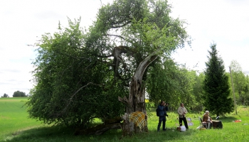 Latvijas diženākie koki: Ciemgaļu mežābele