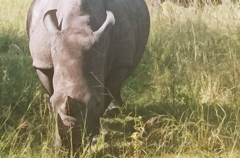 vai zini kolāts degunradzis
