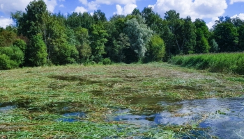 Rāznas ezera ekoloģiskā stāvokļa uzlabošanai stiprinās krastu un pļaus niedres