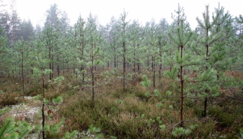 Arī meža īpašnieki šogad lēš lielus zaudējumus vasarā ilgstošā sausuma dēļ