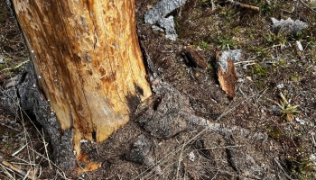 Mizgrauža dēļ lielākos zaudējumus cietīs mežizstrādes uzņēmumi un privāto mežu īpašnieki