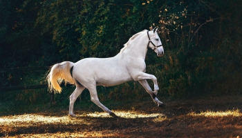 Zirgu SPA jeb zirgu terapija. Kā cilvēkam var palīdzēt zirgs