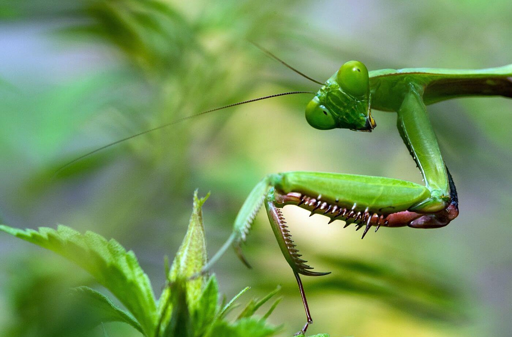 Savstarpējās attiecības kukaiņu pasaulē un kādas asinis garšo odiem