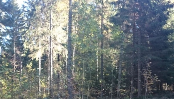 Klimata pārmaiņas un Latvijas meži