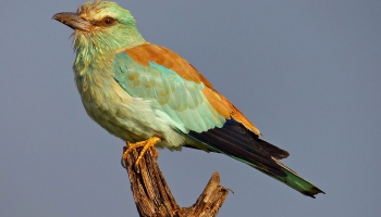 Редкий вид. Сизоворонки