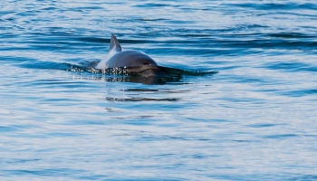 Cūkdelfīni Baltijas jūrā