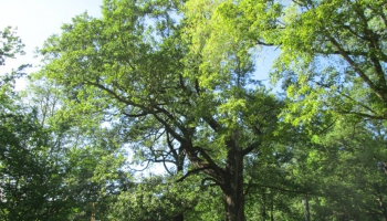 Latvijas diženākie koki: Melnalkšņu birzs