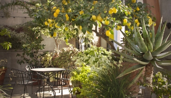 Citronu raža uz palodzes jeb eksotiskie augi mūsu mājās