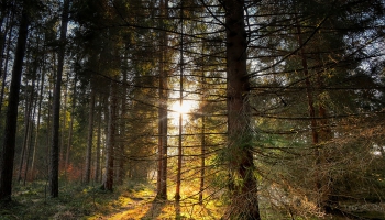 Mežs nav tikai koki: kā ilgtspējīgi un saudzīgi domāt par mežu apsaimniekošanu