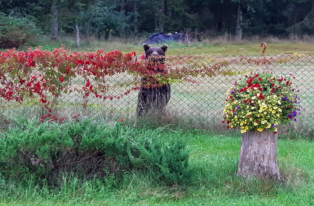 Bears that roared in Valka region, sorted and transported to forest massifs / LR1 / / Latvijas Radio