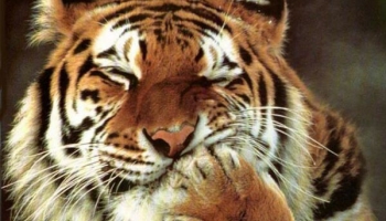 Дональд Биссет. Сказки для тигренка Рррр (1 часть)