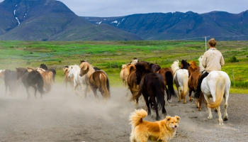 Islande: zirgu fermas, mežu stādīšana un ekonomikas stūrakmens - tūrisms