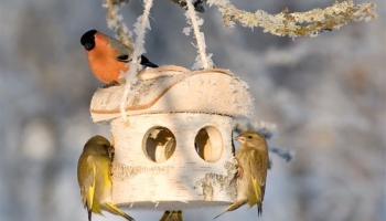 Putnu barotavai durvis vaļā! Edmunda Goldšteina dziesma "Ziemas prieks" (1964)
