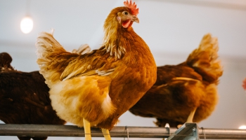 Шок для европейского птицеводства: fссоциация производителей яиц просит о помощb
