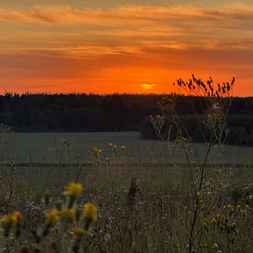 Mērkaķi, ziloņi, trubadūri un mūzikas jaunumi