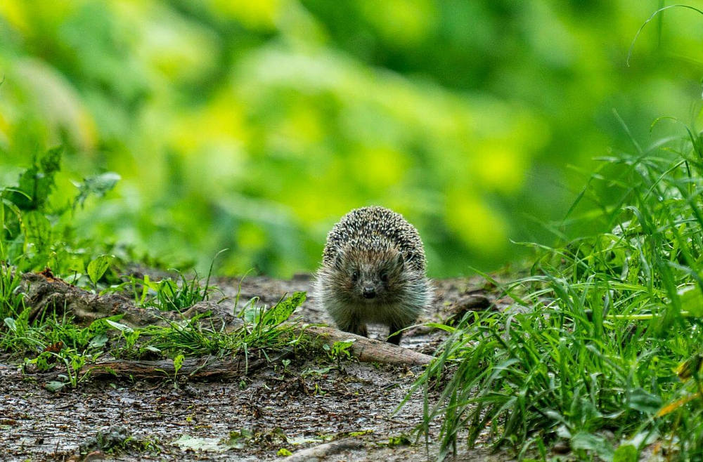 Dzīvnieki pilsētā: kā sadzīvot ar savvaļu uz mājas sliekšņa?